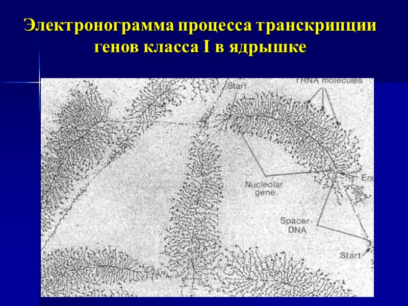 Электронограмма процесса транскрипции генов класса I в ядрышке